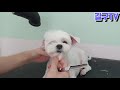 말티즈 얼컷 알머리 설명o 2배속 maltese dog groomer dog grooming