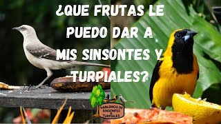 WHAT FRUITS CAN I GIVE TO MY MOCKINGBIRD AND TURPIALS?