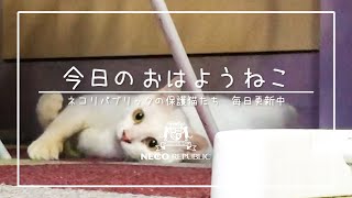 今日のおはようねこ　ハク　ネコリパ岐阜