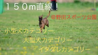 BLCC ルアーコーシング　150m直線！ 小型犬 大型犬 イタグレカテゴリー