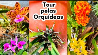 Um pouco de meu cultivo com as orquídeas!🌺#cuidados #dicas #orchids #flores#meriamorpelasorquideas