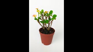 Nadir Bulunan Ebruli Çiçekli Dikenler Tacı Euphorbia Miili MİNİ Kaktüs Kral Tacı Dikenli Taç 5.5 cm