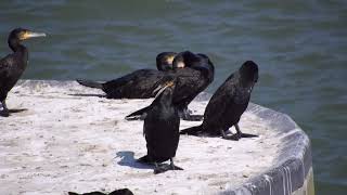 Kormoran / Great Cormorant / Phalacrocorax carbo