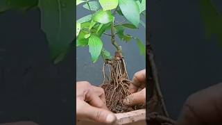 MENATA AKAR BAHAN BONSAI AMPLAS PUTIH