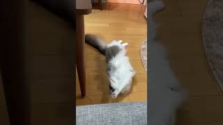 遊び疲れてゴロゴロするメインクーンの子猫#shorts