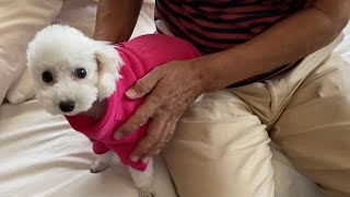 【犬と実家暮らし】犬の気を引きたいジィジがプレゼント買ってきたが問題発生