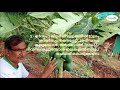 മികച്ച വരുമാനം നേടുവാൻ റെഡ് ലേഡി പപ്പായ part ll red lady papaya farming