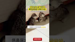 两只小奶猫打架，奶凶奶凶的互不相让，网友：左边那个怎么还打脸呢~#cutecat #funny #猫咪