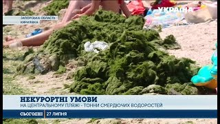 Курортна Кирилівка потерпає від водоростей