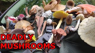 9 Deadly and Poisonous Fungi of Eastern North America