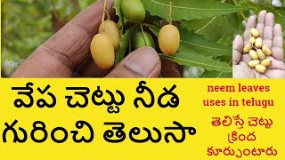 వేప చెట్టు తో తగ్గే జబ్బులు || vepa chettu uses in telugu || neem leaves uses in telugu || వేప నీడ