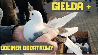 Giełda Zwierząt Lublin 27.01.2024 Gołębie Kury Koguty Króliki Kaczki Gęsi Bażanty Perliczki Pigeons