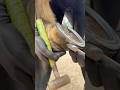 Up close and satisfying hoof clean up! #farrier #horse