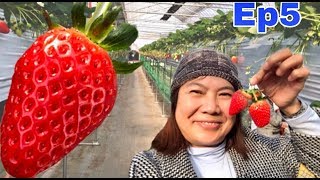 กินสตอเบอรี่ญี่ปุ่นบุฟเฟต์ในสวน Ep5   🍓🍓🍓สตอเบอรี่สวนแรกของปีหวานฉ่ำ🍓🍓🍓