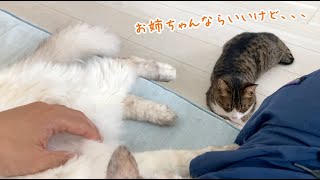 姉猫の甘えん坊タイムは邪魔せずに順番を待つ末っ子猫😽