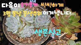 봄날 비도 오고 눈도 온 날 노숙한 다육이 생존 신고합니다/veranda succulent plants/다육식물