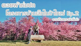 ดูพญาเสือโคร่งบานเต็มที่ |โครงการบ้านเล็กในป่าใหญ่ดอยผ้าห่มปก : DOIPHAHOMPOK Chiangmai