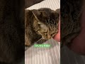 猫起夜😺 タオとナル キジトラ サバトラ 猫との生活