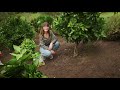 The Garden Gurus - Feeding Your Fruit and Citrus Trees