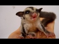 sugar glider ミルクを飲むフクロモモンガのベビー