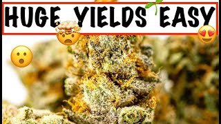 Part 1: TRAINING WEED PLANTS FOR MASSIVE YIELDS! | How to Grow Weed EASY Indoors | LST ScROG Guide