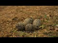 camouflaged plover eggs laid on the ground titeeri ke ande