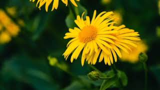 Arnica Montană Beneficii Arnica Montana Benefits