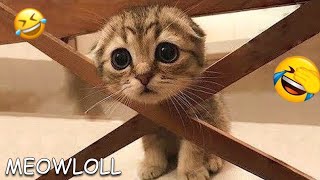 Funniest Dogs and Cats of 2024😼🐶||Try Not To Laugh – MeowLoLL