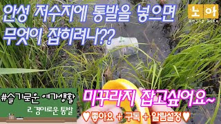 통발낚시 2탄 안성의 작은 저수지에 무엇이 살까요? #통발 #통발낚시 #미꾸라지통발