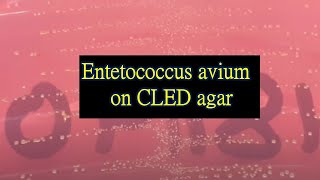 Colony morphology of Entetococcus avium on CLED agar