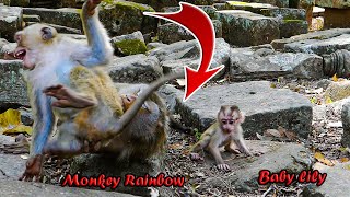 ___________Monkey Libby teaches Rainbow a lesson again after SHE jumps on her head