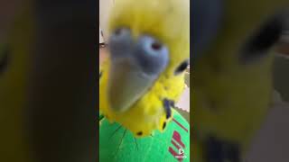 [セキセイインコ]まるで人間の赤ちゃんみたい‼️愛情いっぱいぴーくん‼️#shorts #せきせいいんこ#birds#セキセイインコ