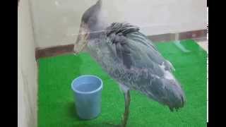 エサを食べるハシビロコウ －神戸どうぶつ王国－ Shoebill eat bait in Kobe animal kingdam