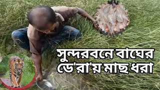 সুন্দরবনে বাঘের ডে'রা'য় মাছ ধরা । Fishing Sundarban । চিংড়ি মাছ ধরা।