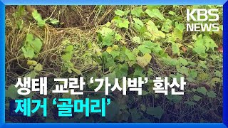 잘라내도 금세 번지는 ‘가시박’ 비상…생물 다양성 위협 / KBS  2024.11.04.