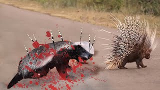 Porcupine Too Danger! This Is The Ending When Honey Badger Stubbornly Attacks The Jungle Porcupine