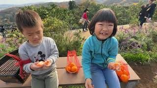 🍊みかん狩り⛰️🚶‍♂️💦