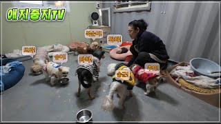 애지중지쉼터 소형 노령견방 가족 소개(행복한데 왠지 슬프다)Feat.박선생님