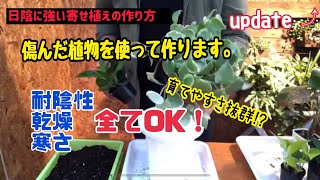 暗い場所に強い寄せ植え　傷んだ植物を使って作ります