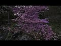 japan hakone gora park relaxing music virtual walk 8k 180 3d