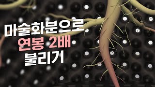 가성비 높은 화분재배 비결 | 화분재배 장점과 단점 by 21.12.21 365일 돈이 되는 나무 마지막편