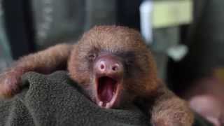 Adorable Baby Sloth Yawning