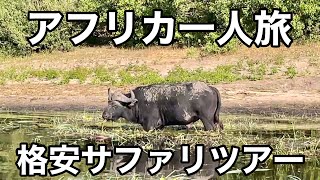 【感動】ボツワナの格安サファリツアーで野生のライオンとご対面？