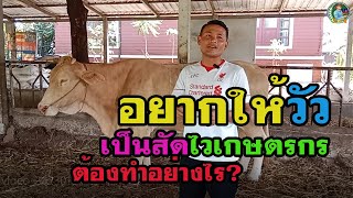 อยากให้วัวเป็นสัดไวๆเกษตรกรต้องทำอย่างไร