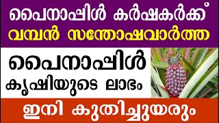 പൈനാപ്പിൾ കൃഷിയുടെ ലാഭം ഇനി കുതിച്ചുയരും | Good news for pineapple farmers in kerala | Agriculture