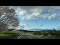 【宮崎県・桜の名所】西都原古墳群　素敵なドライブコース。桜のトンネルが迎えてくれます。桜と菜の花と青空のコントラストに癒されます。今が正に見頃を迎えています。