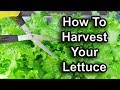 How To Harvest Lettuce, Cut and Come Again, Plus Whole Plant Harvest