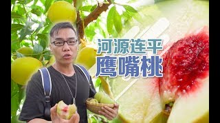 甜！脆！爽！大熱天一口一個鷹嘴桃簡直太享受了！ 【品城記】