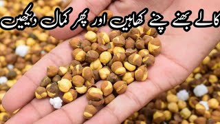 کالے بھنے چنے کھاہیں اور صحت مند ہو چاہیں|Bhune Channe Khane Ke Fayde