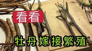 青石话牡丹芍药 看看牡丹嫁接咋回事。 Tree peony Grafting